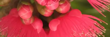 Jambo-vermelho