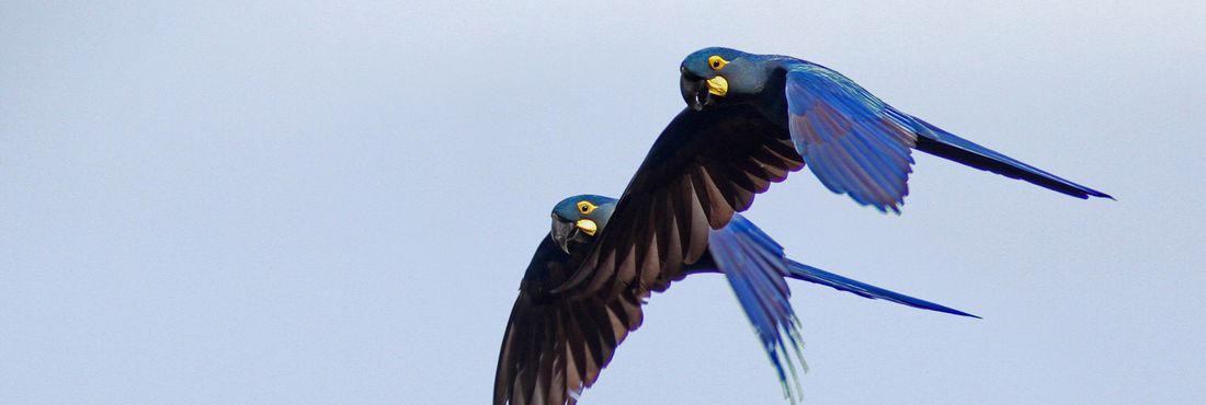 Animais Que Vivem Na Mata Dos Cocais Ebc Animais Em Extincao Conheca Especies Ameacadas Por Bioma