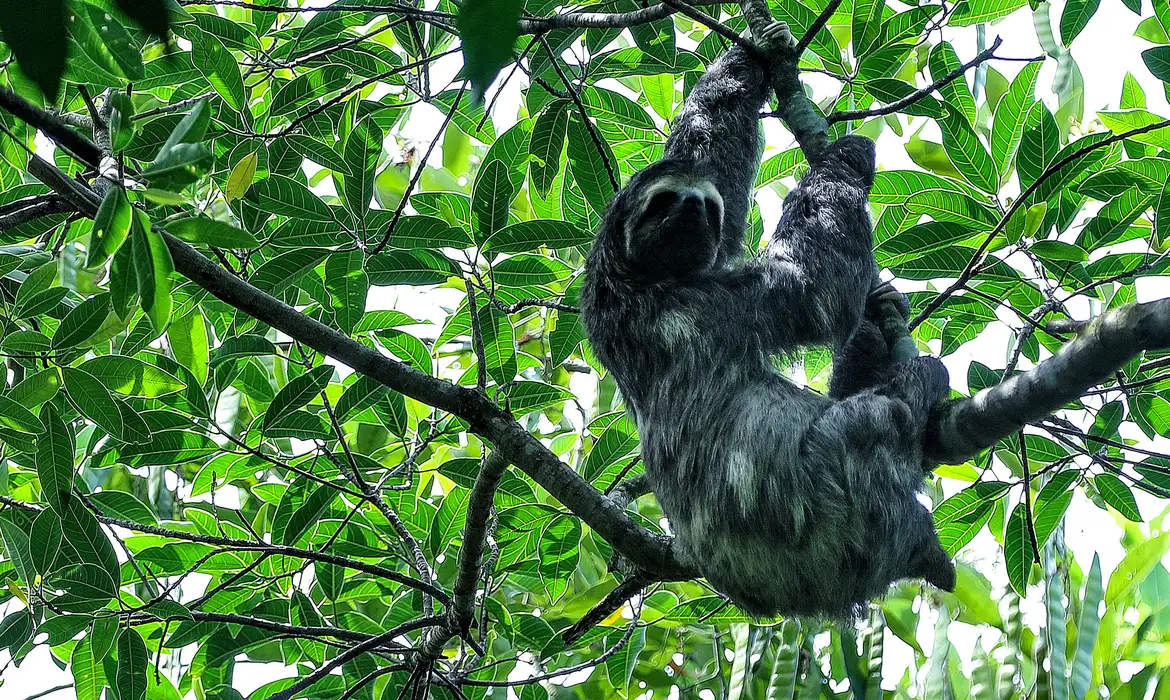 Flora da Mata Atlântica: 7 espécies que você precisa conhecer